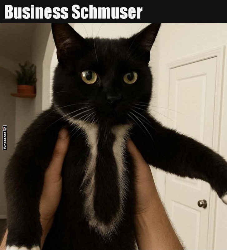 Schwarze Katze mit weißem Fleck als Business-Schmuser Schwarze Katze mit weißem Fleck als Business-Schmuser