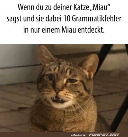 Katze entdeckt 10 Grammatikfehler Katze entdeckt 10 Grammatikfehler