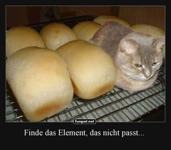 Katze zwischen Brotlaiben auf einem Gitter Katze zwischen Brotlaiben auf einem Gitter