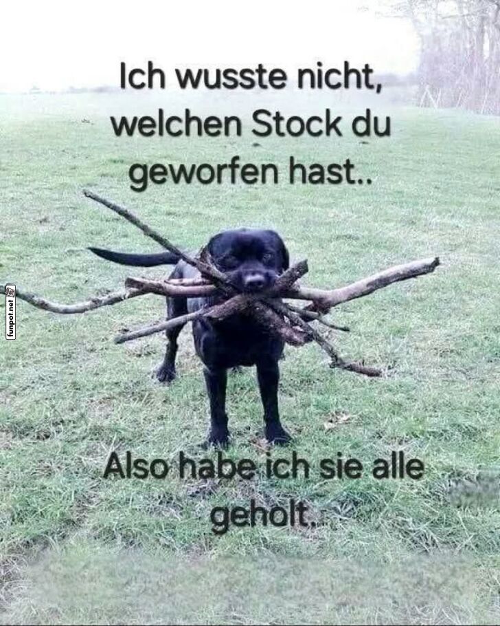 Hund mit vielen Stöcken im Maul Hund mit vielen Stöcken im Maul