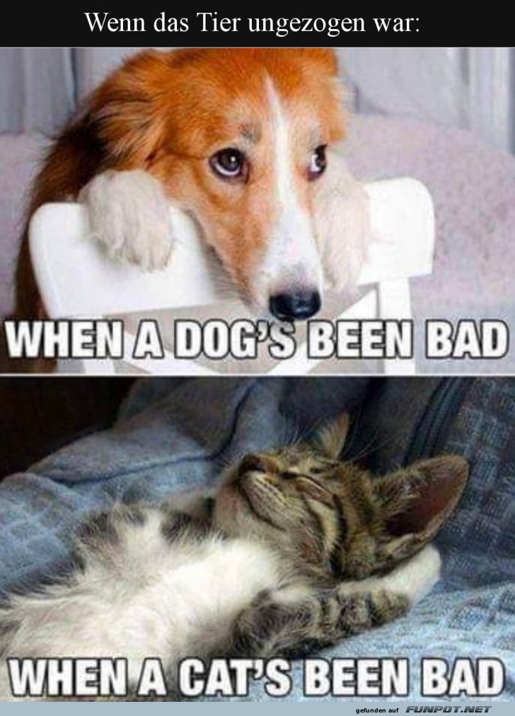 Witziges Tierverhalten: Hund vs. Katze Witziges Tierverhalten: Hund vs. Katze