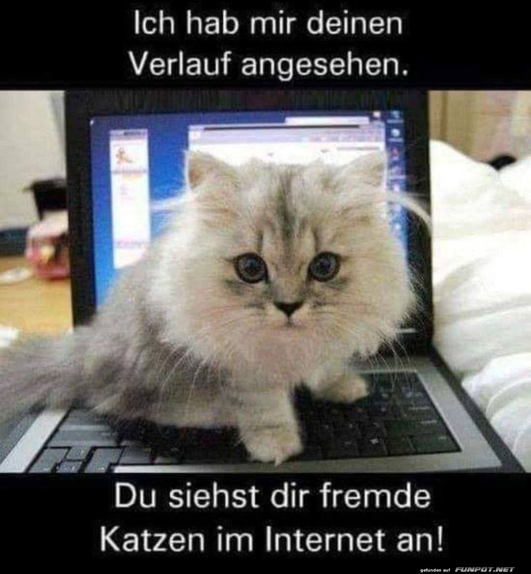 Neugierige Katze ertappt dich beim Surfen Neugierige Katze ertappt dich beim Surfen