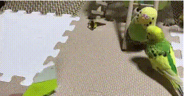 Geh weg