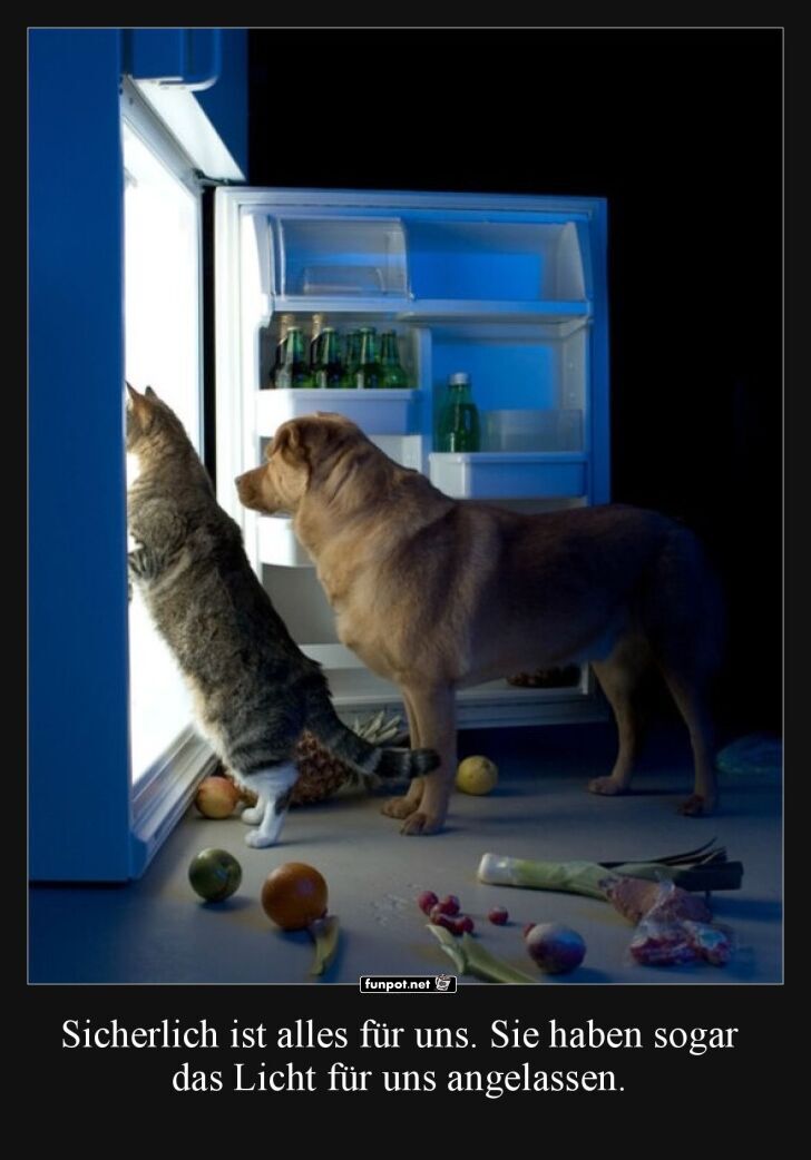 Katzen und Hunde am nächtlichen Kühlschrank Katzen und Hunde am nächtlichen Kühlschrank