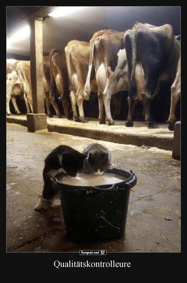 Katzen prüfen Milch im Kuhstall Katzen prüfen Milch im Kuhstall
