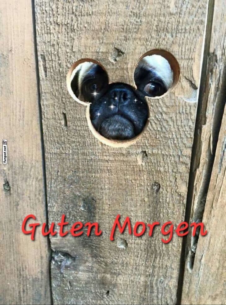 Fröhlicher Morgengruß vom Hund Fröhlicher Morgengruß vom Hund