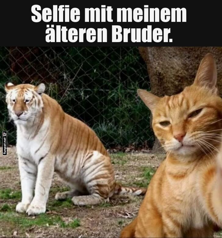 Seltsames Selfie: Katze und Tiger zusammen Seltsames Selfie: Katze und Tiger zusammen