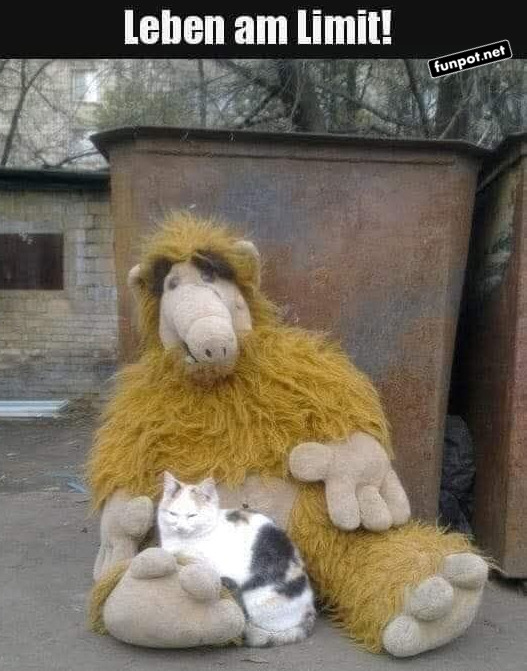 Kuschelmomente mit Alf und Katze Kuschelmomente mit Alf und Katze