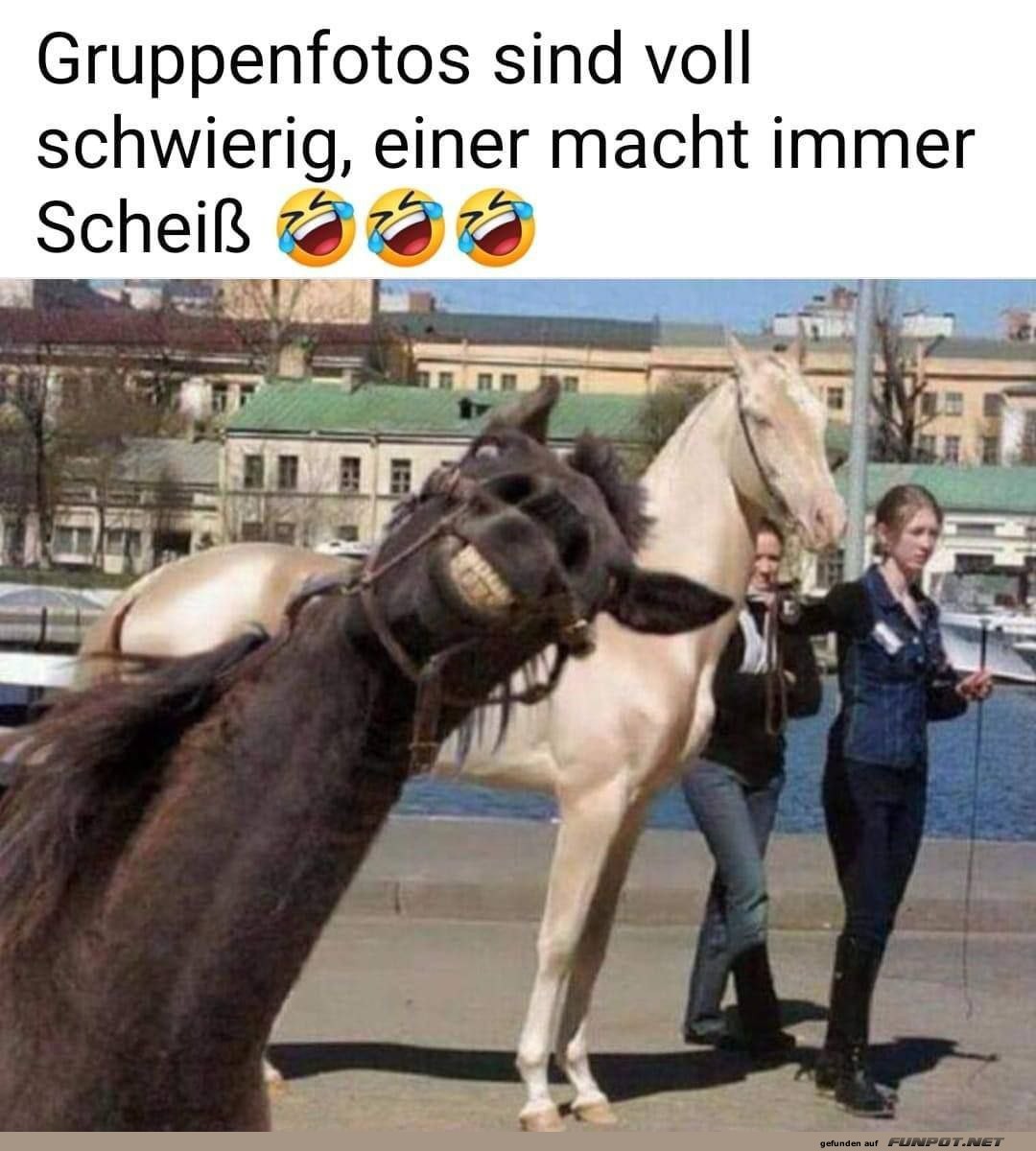 Lustiges Pferd auf einem Gruppenfoto Lustiges Pferd auf einem Gruppenfoto