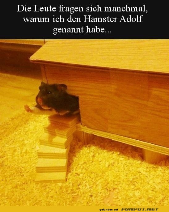 Hamster mit ungewöhnlichem Namen Hamster mit ungewöhnlichem Namen