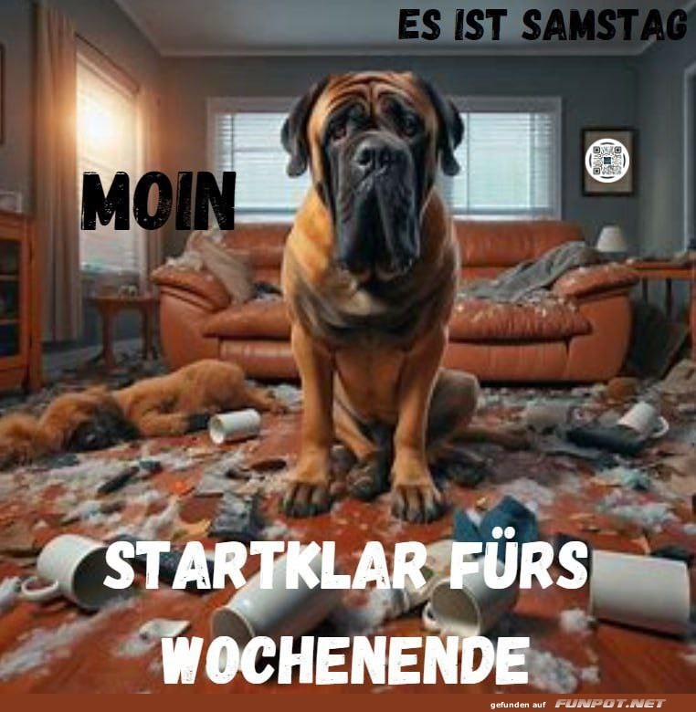 Hund im Chaos: Startklar fürs Wochenende Hund im Chaos: Startklar fürs Wochenende