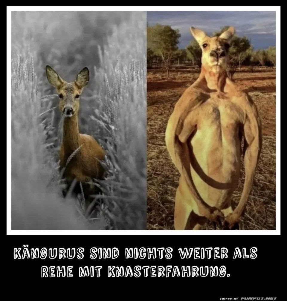 Vergleich von Reh und Känguru Vergleich von Reh und Känguru