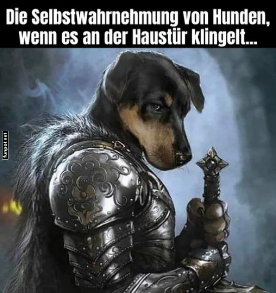 Humorvolle Hundewahrnehmung bei Haustürklingeln Humorvolle Hundewahrnehmung bei Haustürklingeln