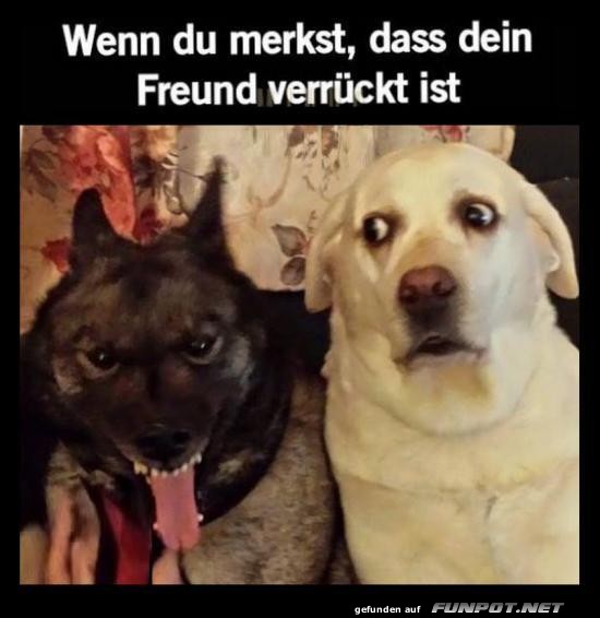 Lustige Hundememe mit verrücktem Freund Lustige Hundememe mit verrücktem Freund