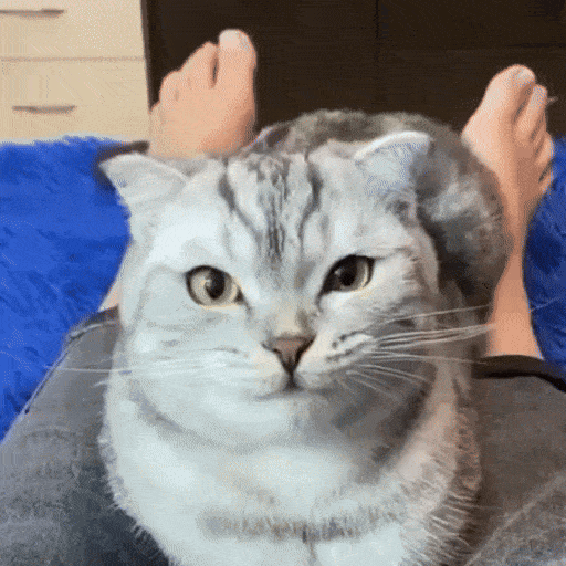 lustige Katze lustige Katze