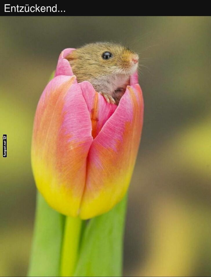 Maus genießt Blume Maus genießt Blume