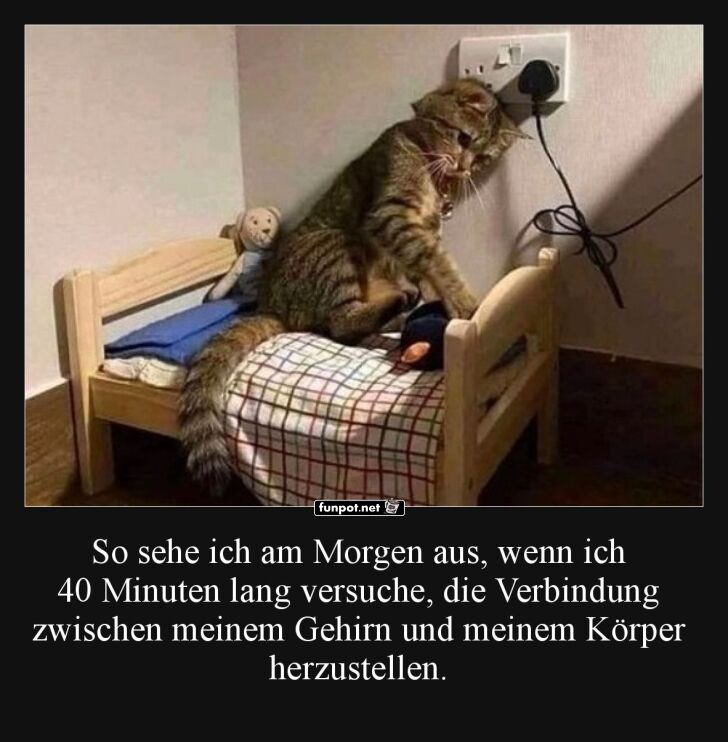 Müde Katze im Bett Müde Katze im Bett
