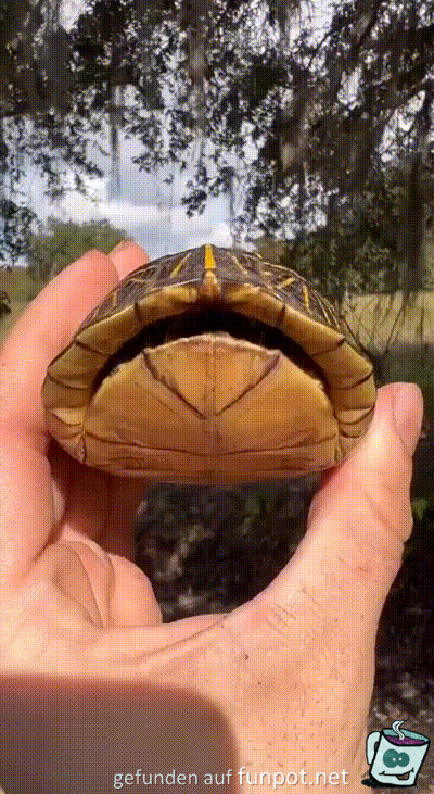 Lustige Schildkröte Lustige Schildkröte