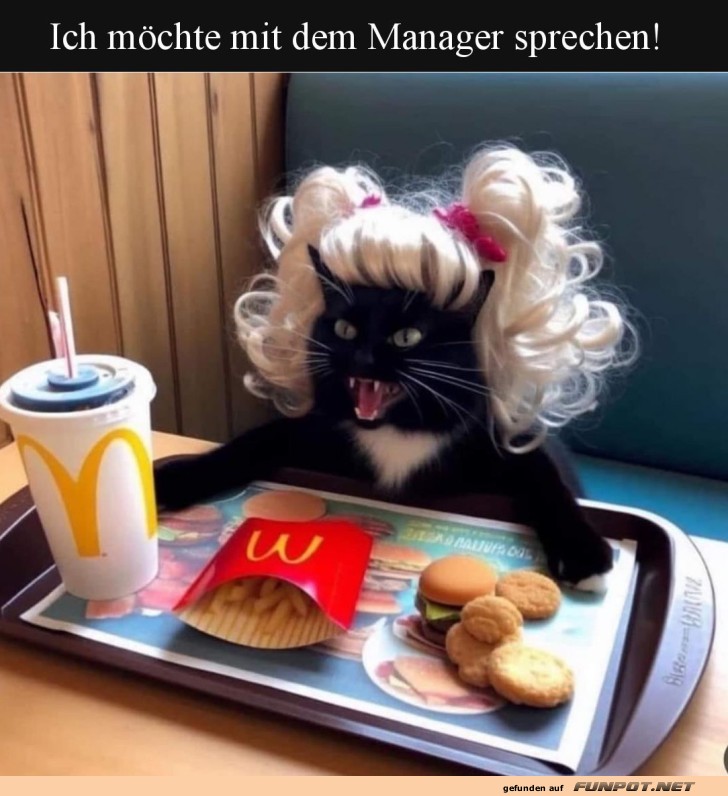 Katze mit Perücke und Fast Food Katze mit Perücke und Fast Food