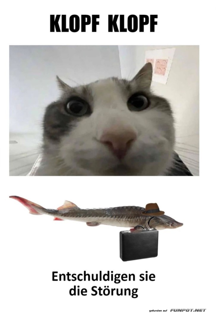 Lustiges Katzen-Meme: Klopf Klopf Lustiges Katzen-Meme: Klopf Klopf