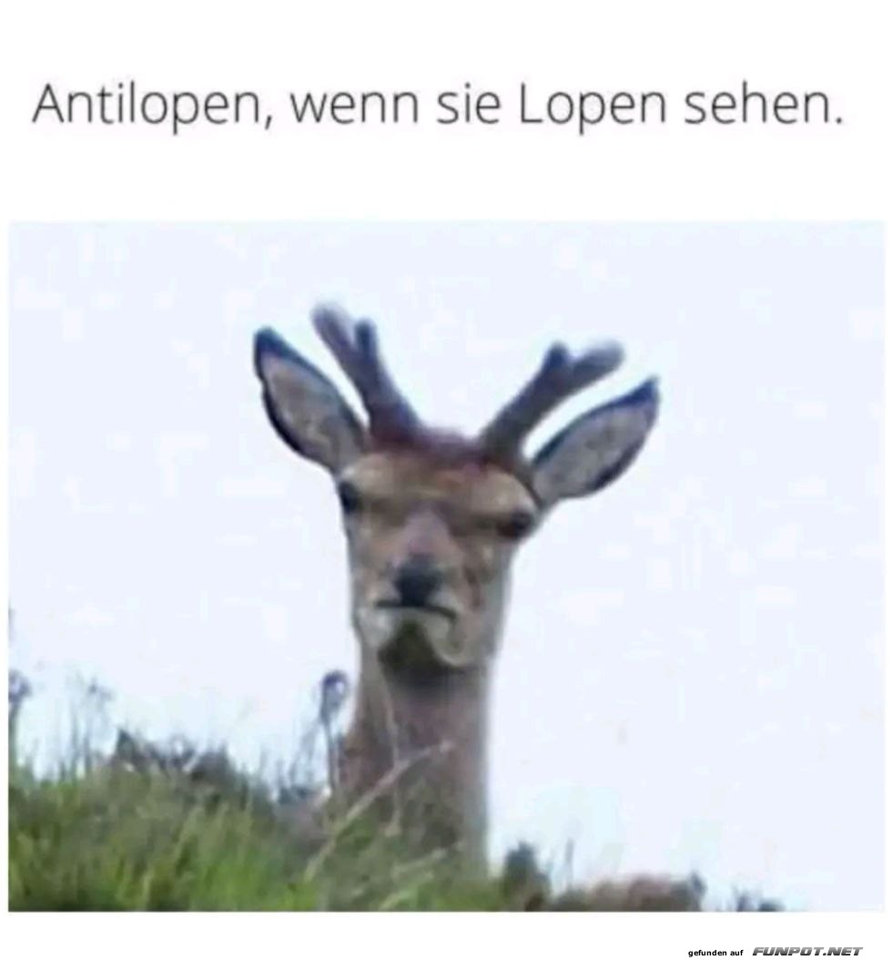 Antilopen und Lopen: Ein unerwarteter Blick Antilopen und Lopen: Ein unerwarteter Blick