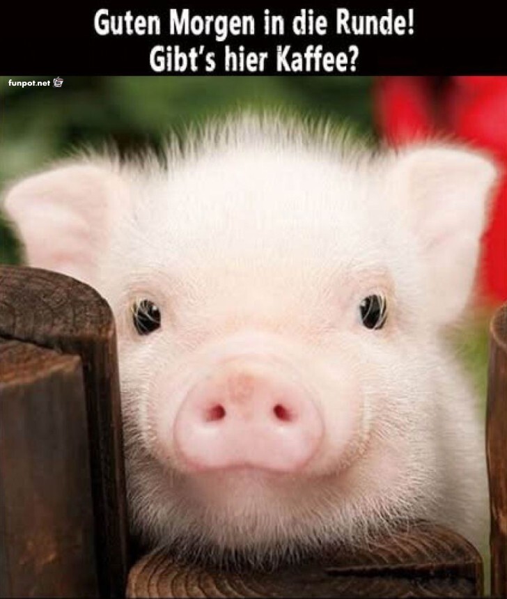 Süßes Ferkel fragt nach Morgenkaffee Süßes Ferkel fragt nach Morgenkaffee