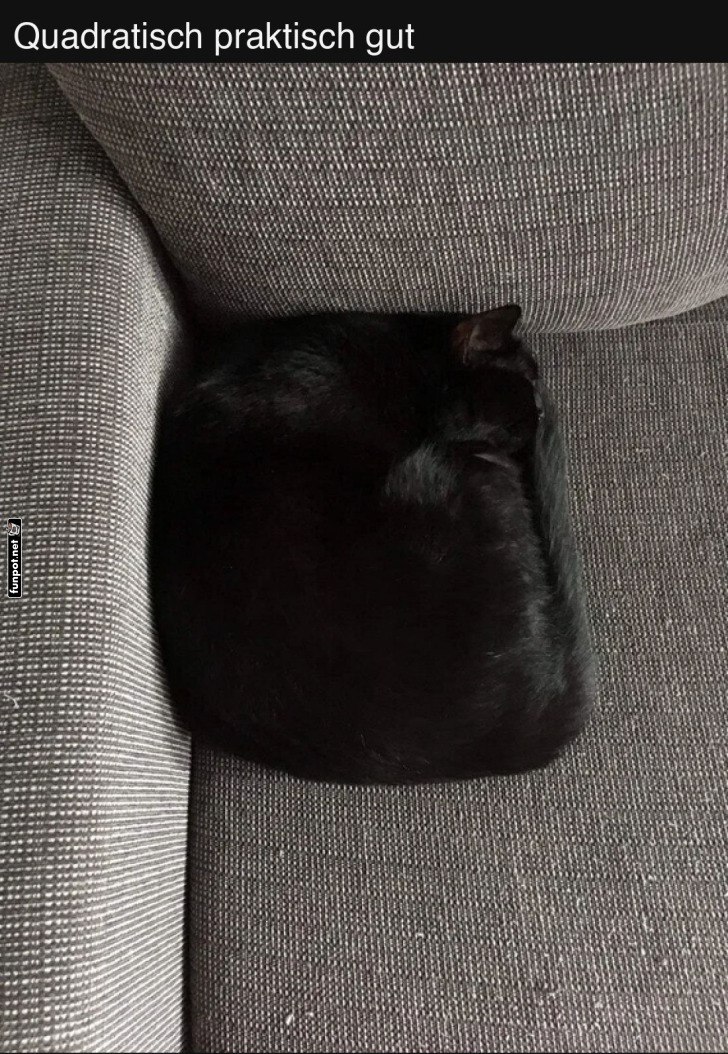 Quadratische Katze auf Sofa Quadratische Katze auf Sofa