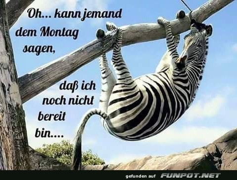 Lustiges Bild: Zebra, das sich dem Montag entzieht Lustiges Bild: Zebra, das sich dem Montag entzieht