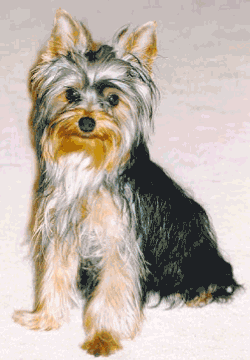 Lustiger Hund Lustiger Hund