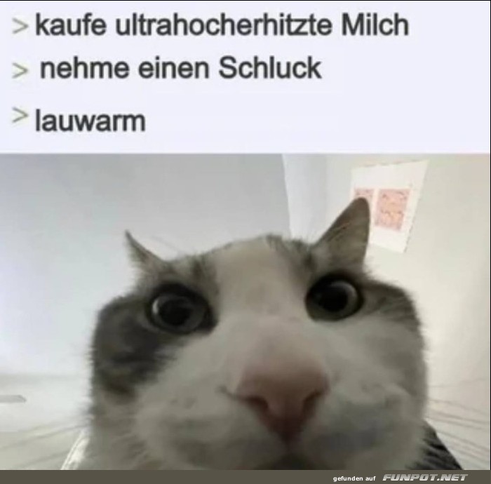 Katze reagiert auf ultrahocherhitzte Milch Katze reagiert auf ultrahocherhitzte Milch