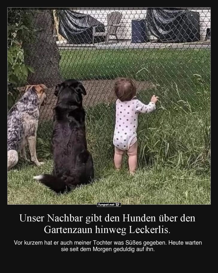 Kind und Hunde warten am Gartenzaun Kind und Hunde warten am Gartenzaun