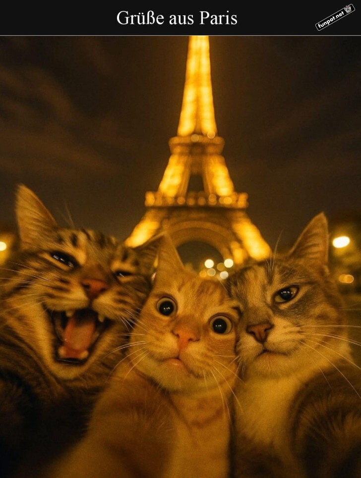 Drei Katzen posieren vor dem Eiffelturm Drei Katzen posieren vor dem Eiffelturm