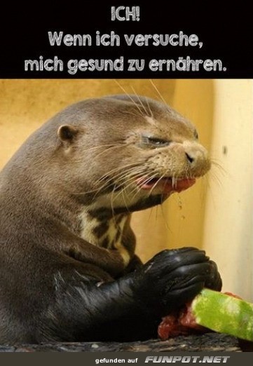 Otter beim Versuch gesunde Ernährung Otter beim Versuch gesunde Ernährung