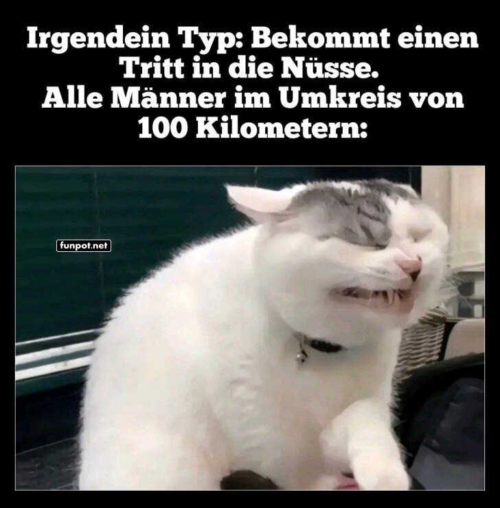 Lustige Reaktion der Katze auf Schmerz Lustige Reaktion der Katze auf Schmerz