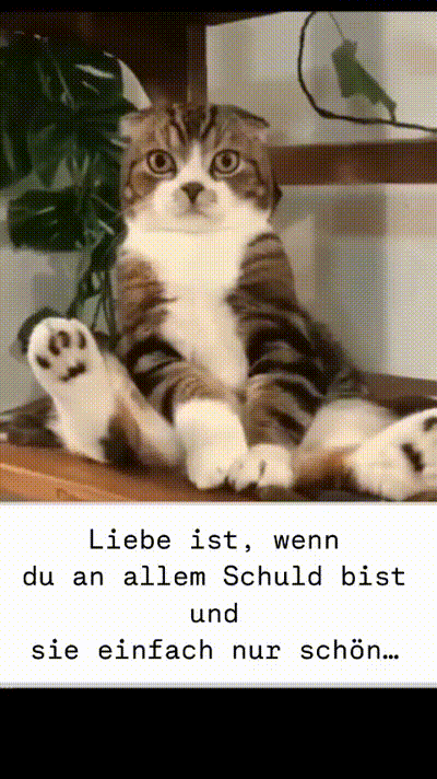 Wenn du immer Schuld bist