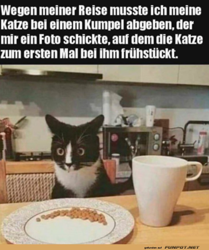 Katze frühstückt bei Kumpel zum ersten Mal Katze frühstückt bei Kumpel zum ersten Mal