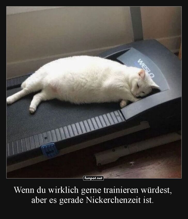 Weiße Katze schläft auf Laufband Weiße Katze schläft auf Laufband