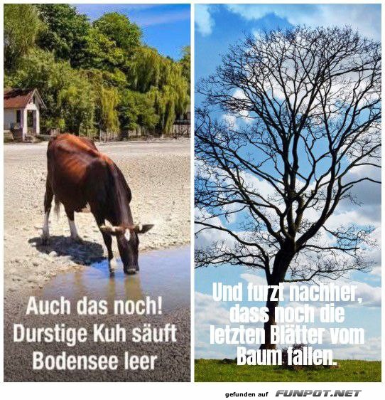Durstige Kuh am Bodensee und Herbststimmung Durstige Kuh am Bodensee und Herbststimmung