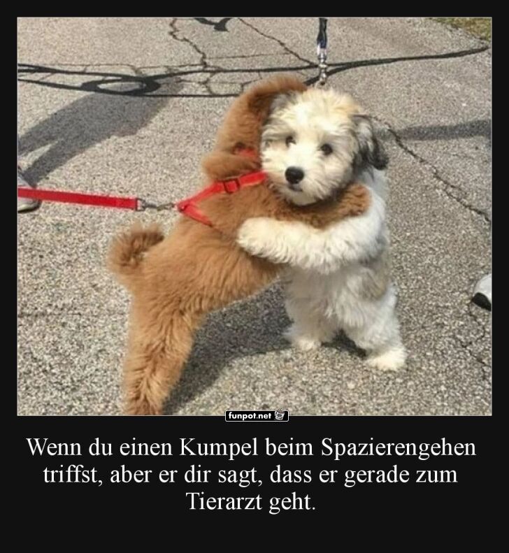 Zwei Hunde umarmen sich auf der Straße Zwei Hunde umarmen sich auf der Straße