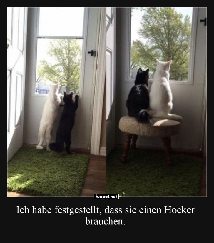 Katzen schauen aus dem Fenster Katzen schauen aus dem Fenster