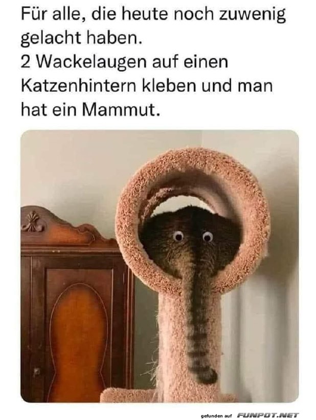 Lustiges Katzen-Mammut Lustiges Katzen-Mammut