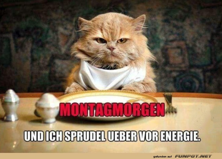 Montagmorgen-Stimmung: Die Katze beim Frühstück Montagmorgen-Stimmung: Die Katze beim Frühstück