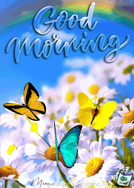 good morning good morning