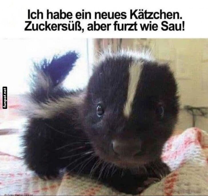 Das neue, süße 'Kätzchen' Das neue, süße 'Kätzchen'