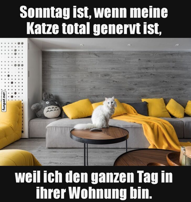 Sonntag mit genervter Katze Sonntag mit genervter Katze