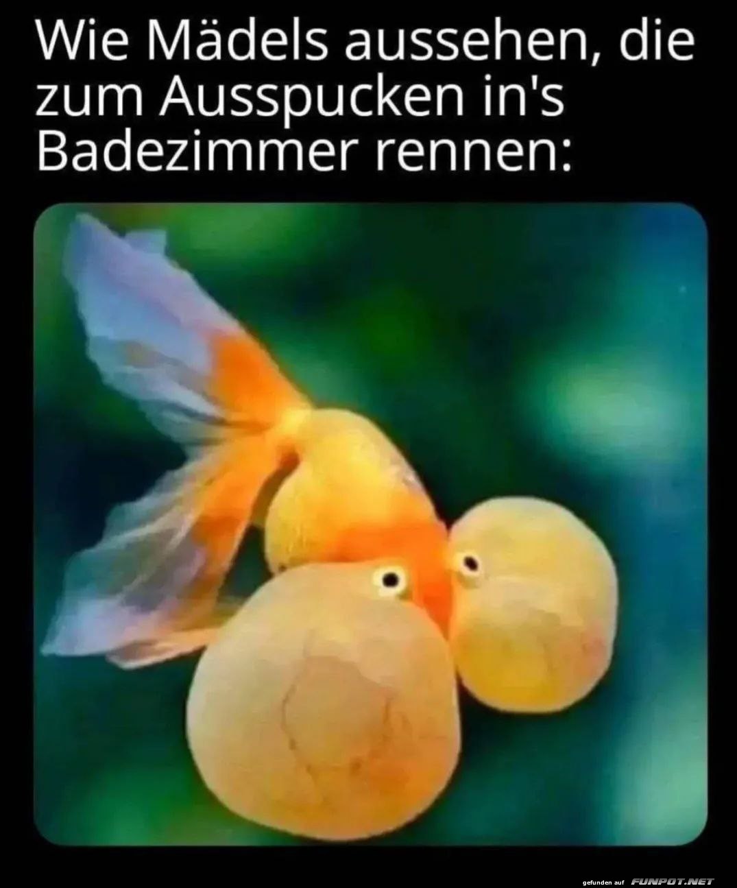 Lustiger Vergleich mit Goldfisch Lustiger Vergleich mit Goldfisch