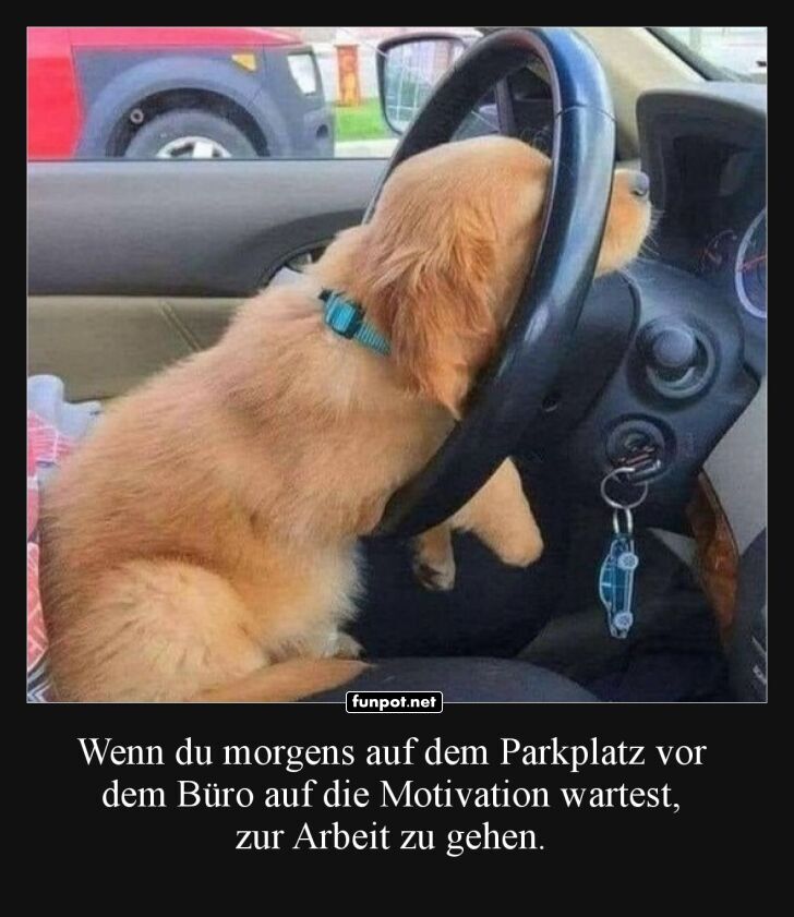Hund wartet im Auto auf Motivation zur Arbeit Hund wartet im Auto auf Motivation zur Arbeit