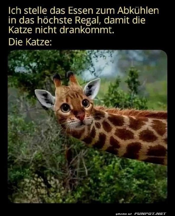 Katze erreicht alles Katze erreicht alles