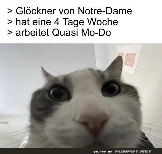 Katze macht Witz über Glöckner's Arbeitswoche Katze macht Witz über Glöckner's Arbeitswoche