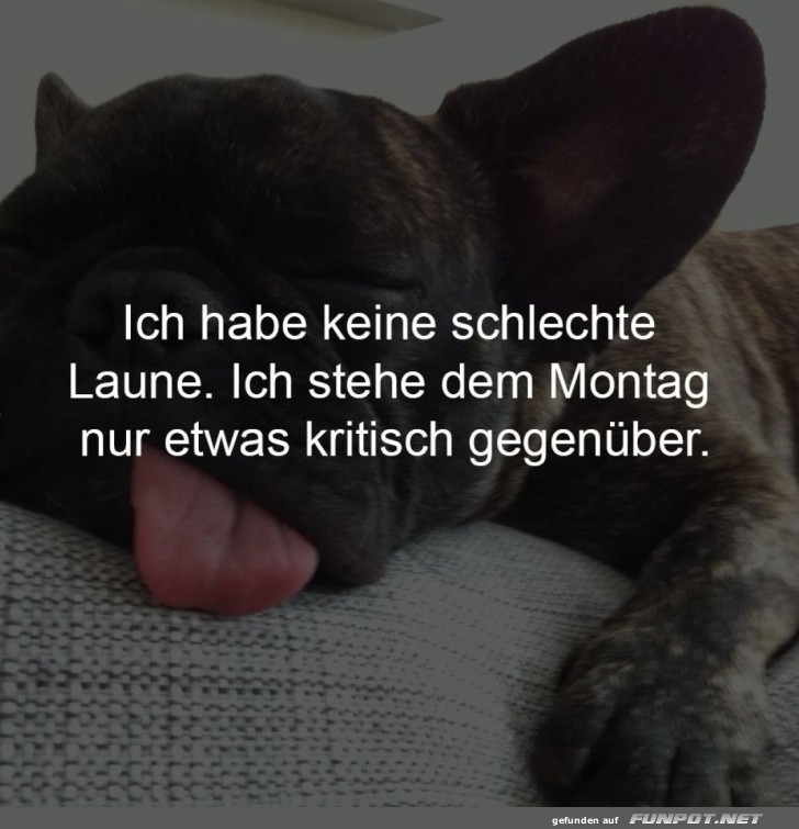 Müder Hund am Montag Müder Hund am Montag